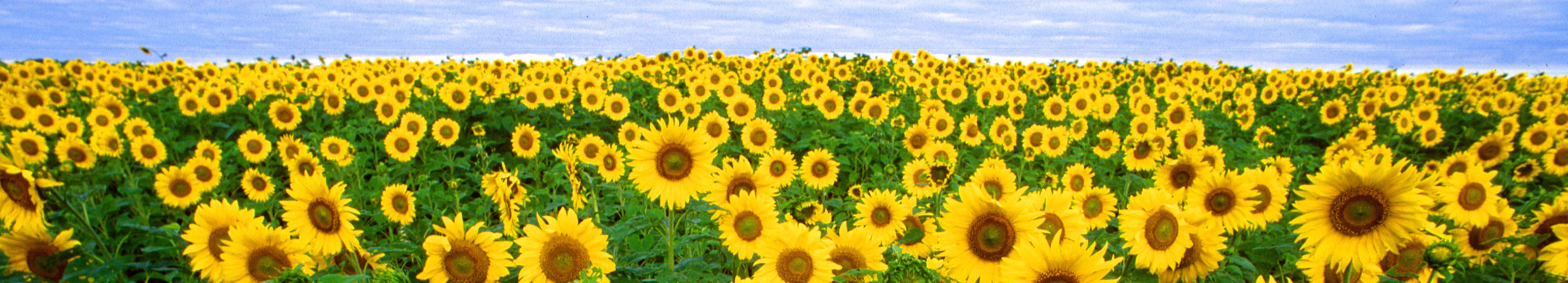 images/sunflowers.jpg